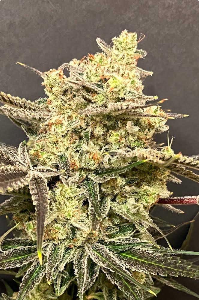 Cloud Culture Members Only – Exclusive Community Access + T-BABY x MAUI WOWIE GIFT