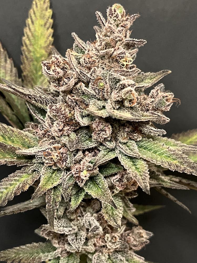 Cloud Culture Members Only – Exclusive Community Access + SIRIUS GUSHERS GIFT