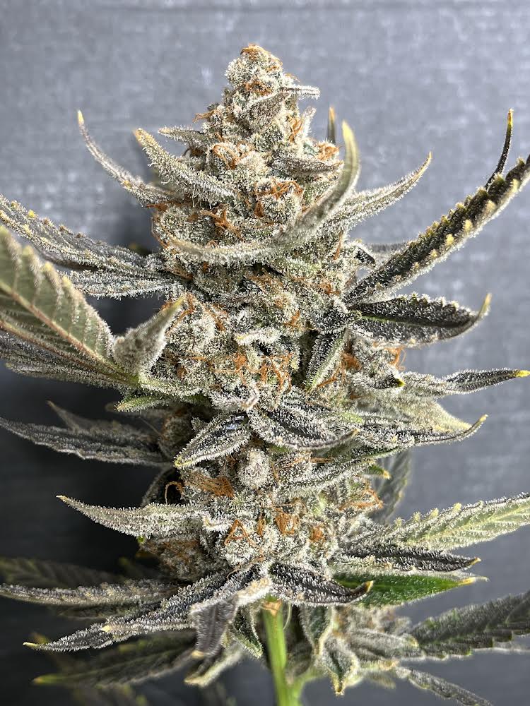 Cloud Culture Members Only – Exclusive Community Access + ALIEN ROCK CANDY x HAWAIIAN DREAMS GIFT