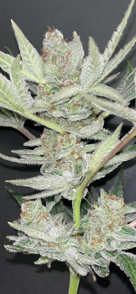 Cloud Culture Members Only – Exclusive Community Access +
HAWAIIAN DREAMS GIFT