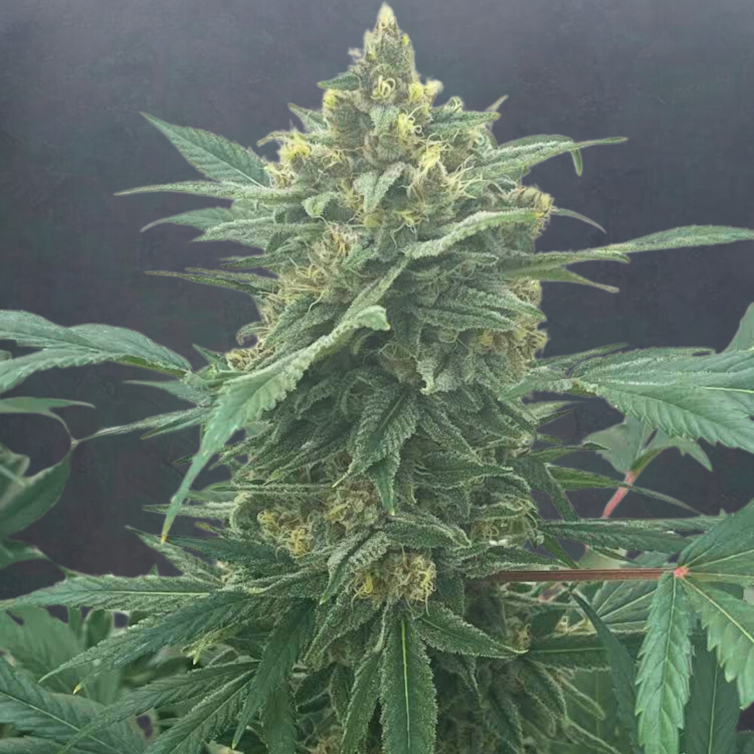 Cloud Culture Members Only – Exclusive Community Access + ALIEN ROCK CANDY X STRAWBERRY GLUE F2 GIFT