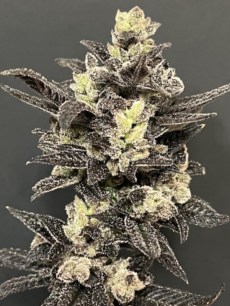 Cloud Culture Members Only – Exclusive Community Access + SIRIUS RA GIFT