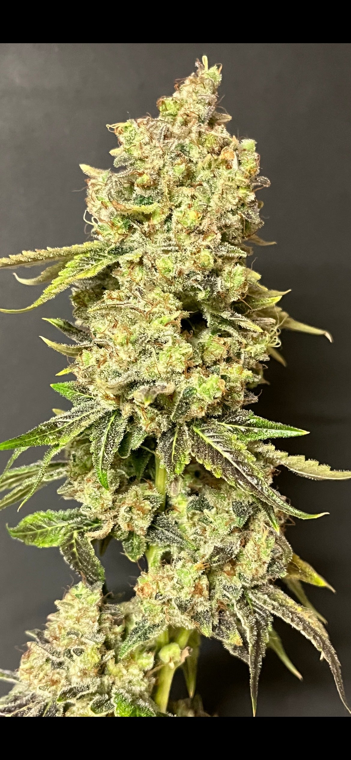 Cloud Culture Members Only – Exclusive Community Access + ALIEN ROCK CANDY F2 GIFT