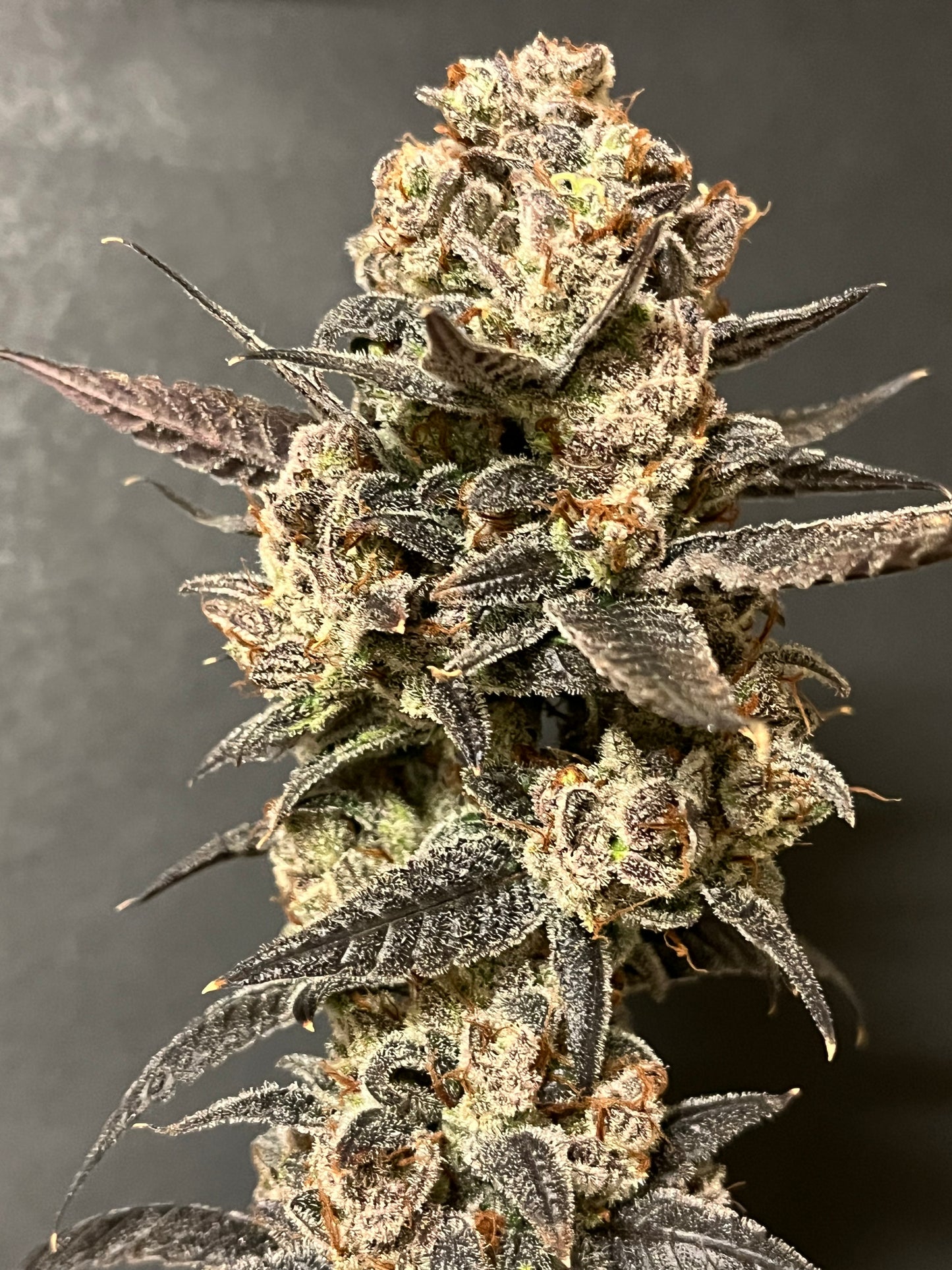 Cloud Culture Members Only – Exclusive Community Access + ALIEN ROCK CANDY X RA RA F3 GIFT