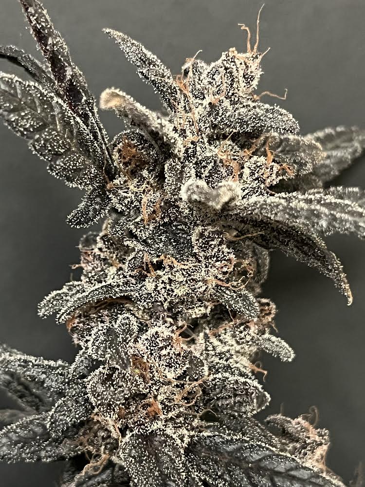 Cloud Culture Members Only – Exclusive Community Access + GrandPas Ra GIFT