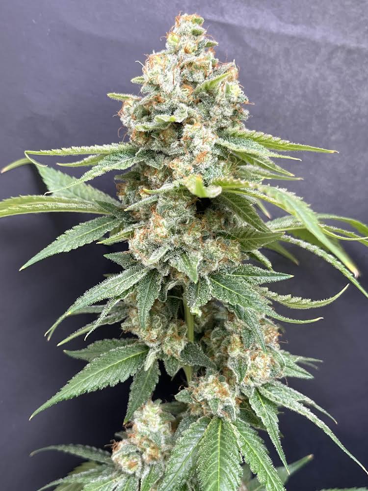 Cloud Culture Members Only – Exclusive Community Access + PAPAYA CAKE x GREEN CRACK GIFT