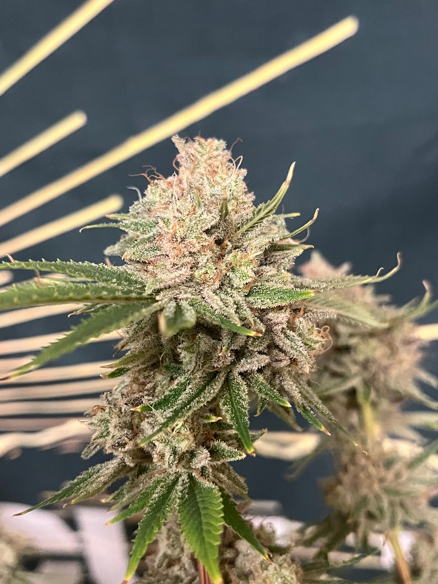 Cloud Culture Members Only – Exclusive Community Access + MAUI WOWIE x STRAWBERRY GLUE GIFT