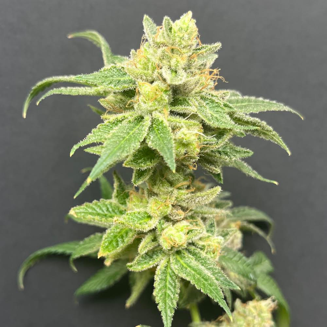 Cloud Culture Members Only – Exclusive Community Access + MAUI WOWIE X ALIEN ROCK CANDY F2 GIFT