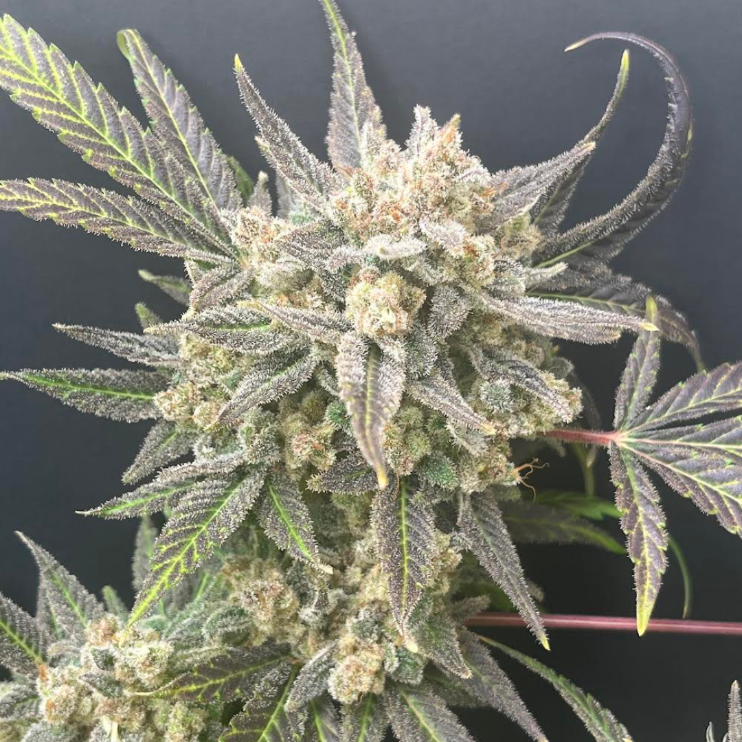 Cloud Culture Members Only – Exclusive Community Access + STRAWBERRY GLUE X RARA F2 GIFT