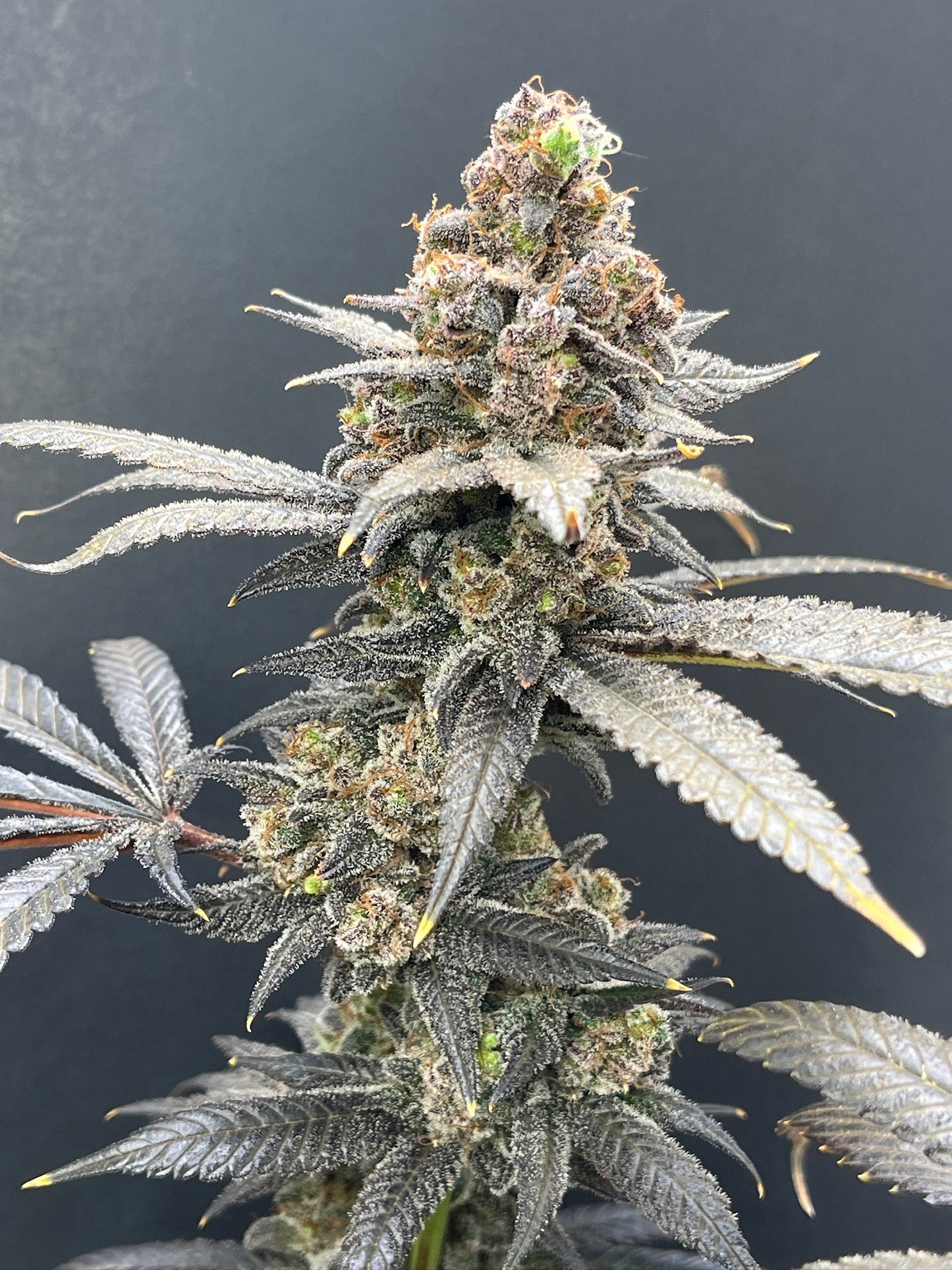 Cloud Culture Members Only – Exclusive Community Access + MANGO KUSH X RA RA F3 GIFT