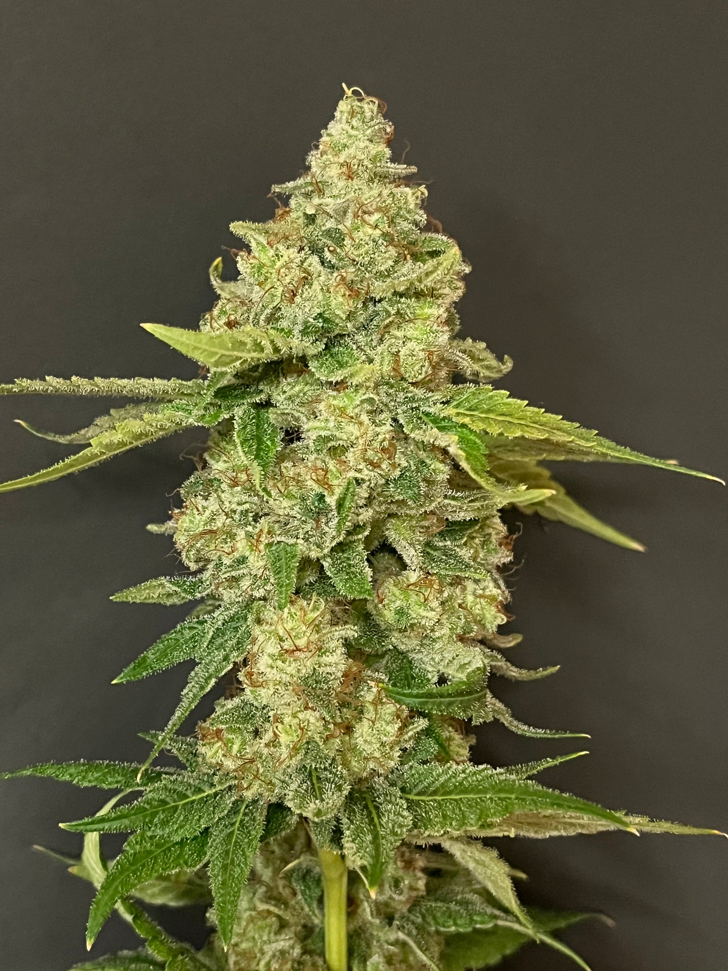 Cloud Culture Members Only – Exclusive Community Access + MANGO KUSH X ALIEN ROCK CANDY F2 GIFT