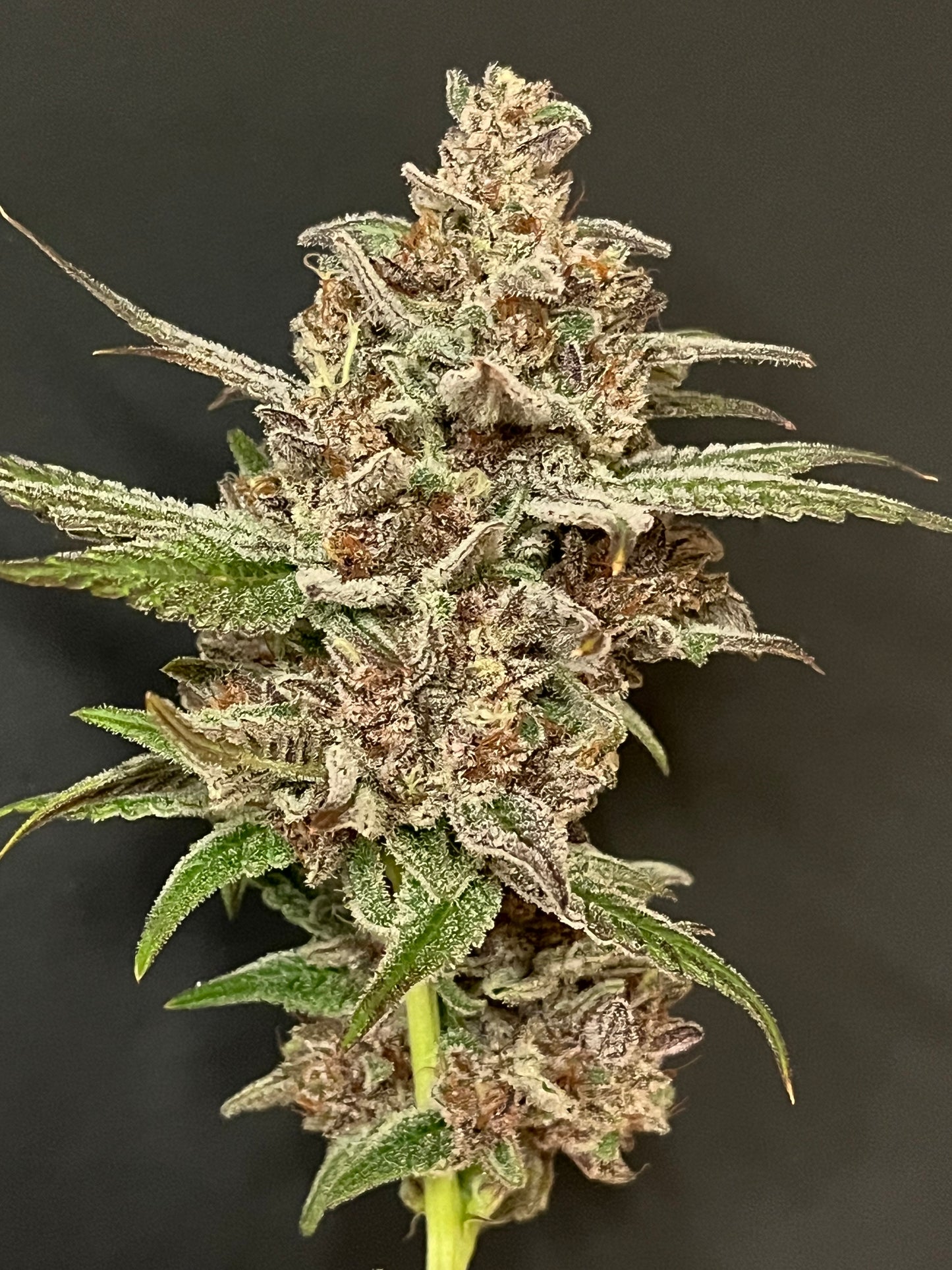 Cloud Culture Members Only – Exclusive Community Access + RA RA X STRAWBERRY GLUE F3 GIFT