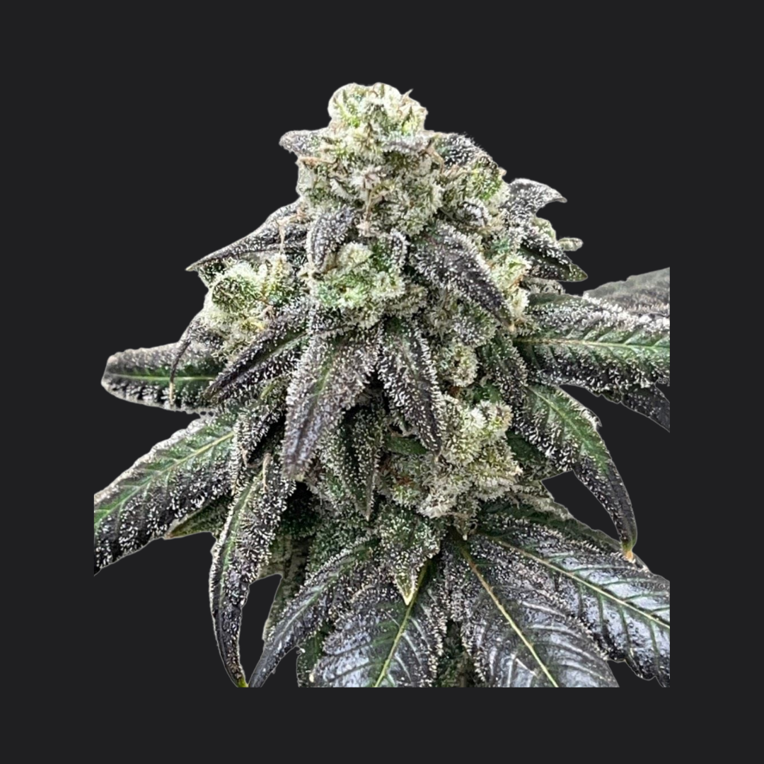 Cloud Culture Members Only – Exclusive Community Access + RA-RA F3 GIFT