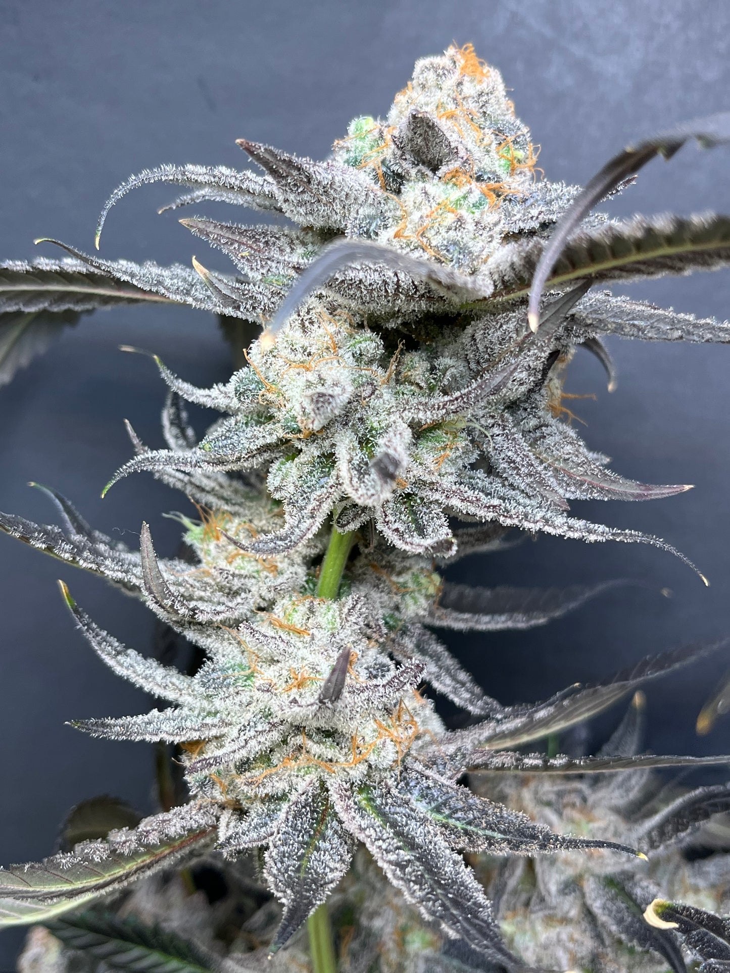 Cloud Culture Members Only – Exclusive Community Access +
SIRIUS F2 GIFT