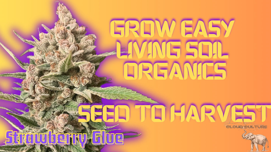 SEED TO HARVEST (NO TOPPING) - Grow easy living soil with Strawberry Glue Seed