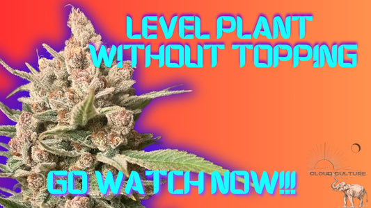 LEVEL PLANT WITHOUT TOPPING: Cloud Culture LST (Low Stress Training)