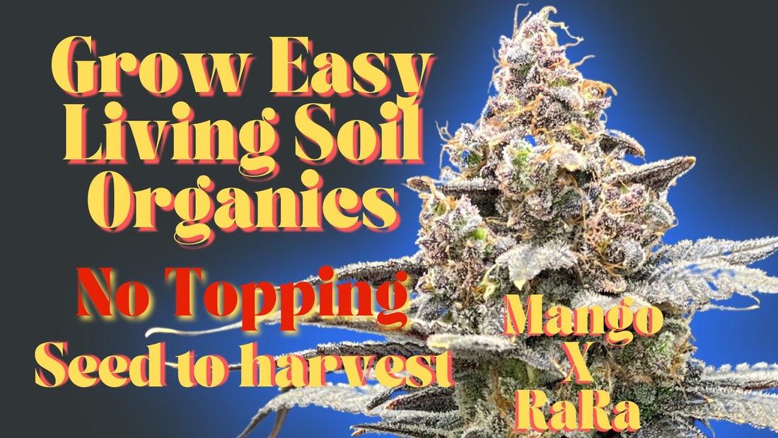 SEED TO HARVEST (NO TOPPING) - Grow easy living soil with Mango x RaRa seed