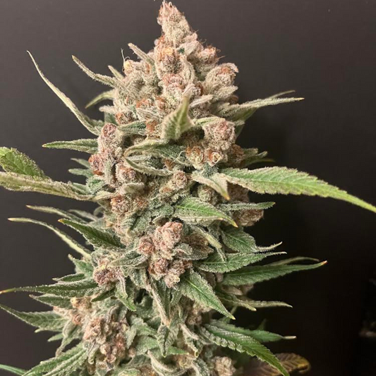 STRAWBERRY GLUE F2