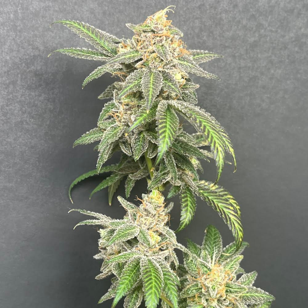 RARA X ALIEN ROCK CANDY F2