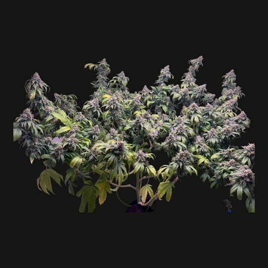 Products – Cloud Culture